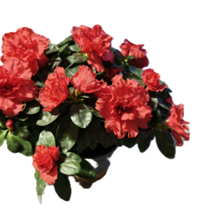 d7bd59b6-07c9-47a8-86ad-22130158f8bc Élénk Ciklámenpiros Rododendron – Telt Virágú Cserje (20-25 cm)