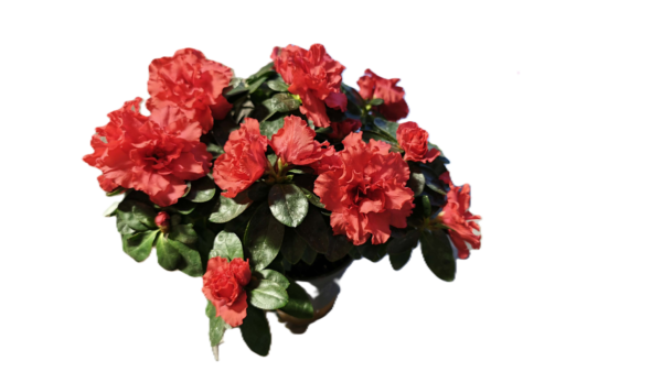 d7bd59b6-07c9-47a8-86ad-22130158f8bc Élénk Ciklámenpiros Rododendron – Telt Virágú Cserje (20-25 cm)